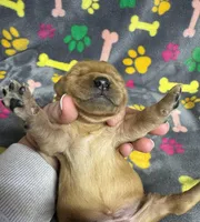 Oakley Girl 3, a female Golden Retriever for sale in Bristol, SD – Photo 6 of 6