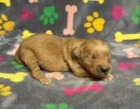 Oakley Girl 2, a female Golden Retriever for sale in Bristol, SD – Photo 5 of 5
