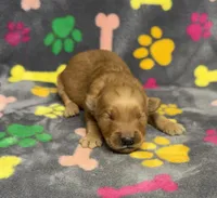 Oakley Girl 2, a female Golden Retriever for sale in Bristol, SD – Photo 2 of 5