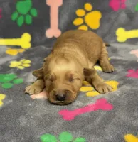 Oakley Girl 3, a female Golden Retriever for sale in Bristol, SD – Photo 1 of 6