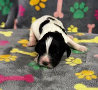 Finley Boy 2, a male English Springer Spaniel for sale in Bristol, SD – 7 of 9