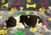 Finley Girl 2, a female English Springer Spaniel for sale in Bristol, SD – Photo 3 of 6