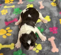 Finley Girl 2, a female English Springer Spaniel for sale in Bristol, SD – Photo 6 of 6