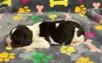 Finley Girl 2, a female English Springer Spaniel for sale in Bristol, SD – Photo 4 of 6