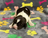 Finley Girl 2, a female English Springer Spaniel for sale in Bristol, SD – Photo 1 of 6