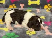 Finley Girl 2, a female English Springer Spaniel for sale in Bristol, SD – Photo 2 of 6