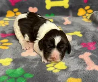Finley Girl 2, a female English Springer Spaniel for sale in Bristol, SD – Photo 5 of 6
