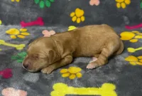 Kady Boy 1, a male Goldendoodle for sale in Bristol, SD – 2 of 5