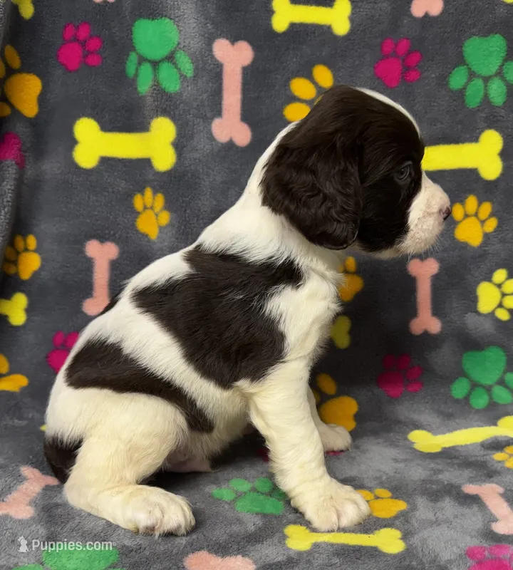 Rylee Boy 2 – English Springer Spaniel puppy for sale in Bristol, SD