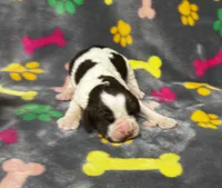 Rylee Boy 2, a male English Springer Spaniel for sale in Bristol, SD – 2 of 6