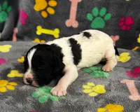 Finley Boy 2, a male English Springer Spaniel for sale in Bristol, SD – 2 of 9
