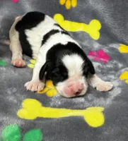 Rylee Boy 3, a male English Springer Spaniel for sale in Bristol, SD – 7 of 10