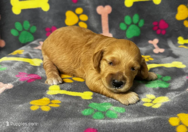 Kady Boy 1 – Goldendoodle puppy for sale in Bristol, SD