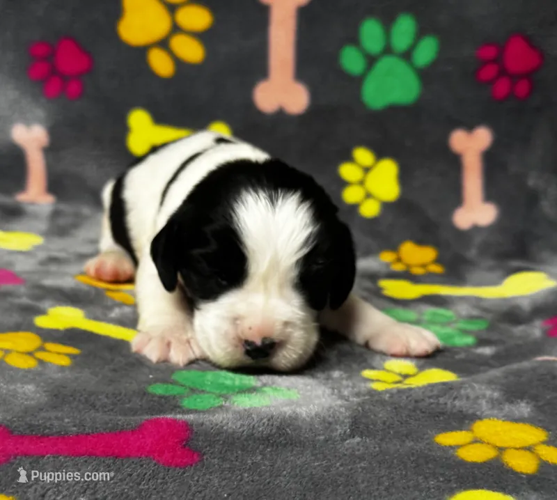 Rylee Boy 3 – English Springer Spaniel puppy for sale in Bristol, SD