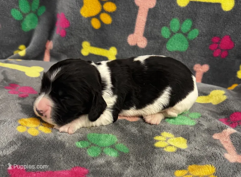 Finley Boy 4 – English Springer Spaniel puppy for sale in Bristol, SD