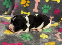 Finley Boy 4, a male English Springer Spaniel for sale in Bristol, SD – 1 of 7