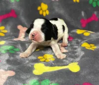 Rylee Boy 3, a male English Springer Spaniel for sale in Bristol, SD – 9 of 10