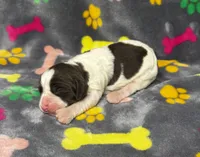 Rylee Boy 1, a male English Springer Spaniel for sale in Bristol, SD – 4 of 7