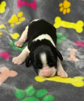 Rylee Boy 6, a male English Springer Spaniel for sale in Bristol, SD – 6 of 8