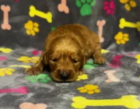 Willow Girl 2, a female Golden Retriever for sale in Bristol, SD – 2 of 5