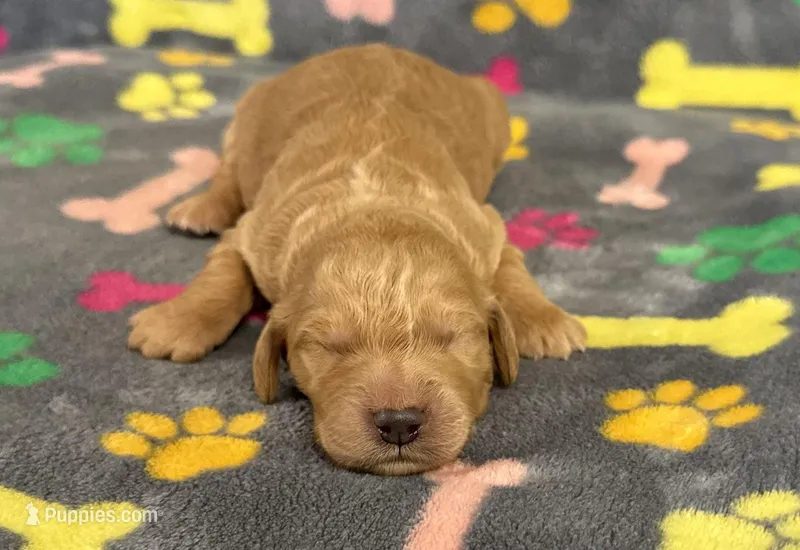 Pearl Boy 2 – Goldendoodle puppy for sale in Bristol, SD