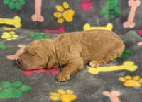 Pearl Boy 2, a male Goldendoodle for sale in Bristol, SD – Photo 6 of 7