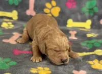 Pearl Boy 2, a male Goldendoodle for sale in Bristol, SD – Photo 3 of 7