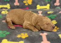 Pearl Boy 2, a male Goldendoodle for sale in Bristol, SD – Photo 5 of 7