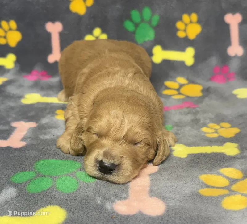 Pearl Boy 2 – Goldendoodle puppy for sale in Bristol, SD