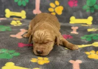 Pearl Boy 2, a male Goldendoodle for sale in Bristol, SD – Photo 4 of 7