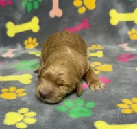 Dixie Girl 1, a female Goldendoodle for sale in Bristol, SD – Photo 2 of 4