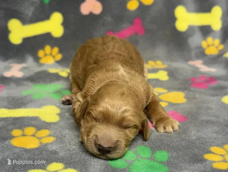 Dixie Girl 1 – Goldendoodle puppy for sale in Bristol, SD