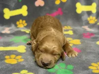 Dixie Girl 1, a female Goldendoodle for sale in Bristol, SD – Photo 1 of 4