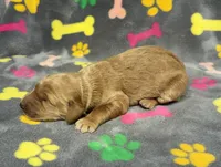 Dixie Girl 1, a female Goldendoodle for sale in Bristol, SD – Photo 4 of 4