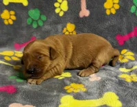Oakley Boy 2, a male Golden Retriever for sale in Bristol, SD – 4 of 4