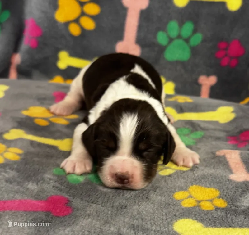 Finley Boy 1 – English Springer Spaniel puppy for sale in Bristol, SD