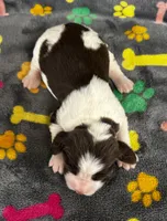 Finley Girl 2, a female English Springer Spaniel for sale in Bristol, SD – 6 of 7