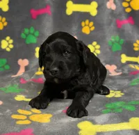 Taverna Girl 2, a female Springer Doodle for sale in Bristol, SD – Photo 7 of 10