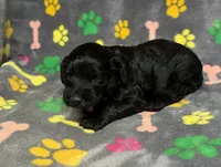 Taverna Girl 2, a female Springer Doodle for sale in Bristol, SD – Photo 4 of 10