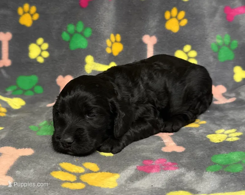 Taverna Girl 2 – Springer Doodle puppy for sale in Bristol, SD
