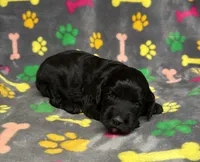 Taverna Girl 2, a female Springer Doodle for sale in Bristol, SD – Photo 9 of 10