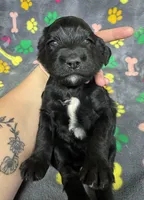 Taverna Girl 2, a female Springer Doodle for sale in Bristol, SD – Photo 10 of 10