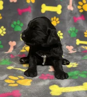 Taverna Girl 2, a female Springer Doodle for sale in Bristol, SD – Photo 2 of 10