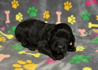 Taverna Girl 2, a female Springer Doodle for sale in Bristol, SD – Photo 5 of 10