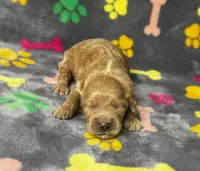 Kady Girl 2, a female Goldendoodle for sale in Bristol, SD – 5 of 6