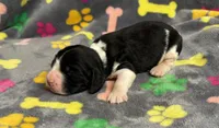Finley Boy 3, a male English Springer Spaniel for sale in Bristol, SD – Photo 5 of 9
