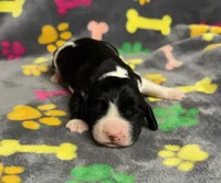 Finley Boy 3, a male English Springer Spaniel for sale in Bristol, SD – Photo 4 of 9