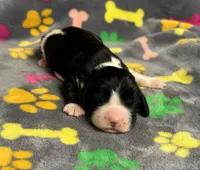 Finley Boy 3, a male English Springer Spaniel for sale in Bristol, SD – Photo 1 of 9
