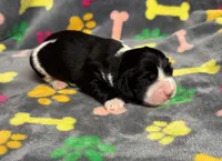 Finley Boy 3, a male English Springer Spaniel for sale in Bristol, SD – Photo 7 of 9