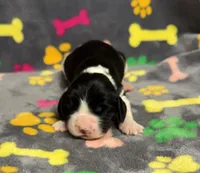 Finley Boy 3, a male English Springer Spaniel for sale in Bristol, SD – Photo 2 of 9